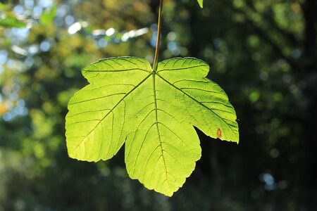 leafの写真素材