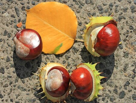 chestnutの写真素材