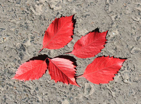 leafsの写真素材