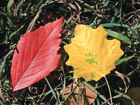leafsの写真素材
