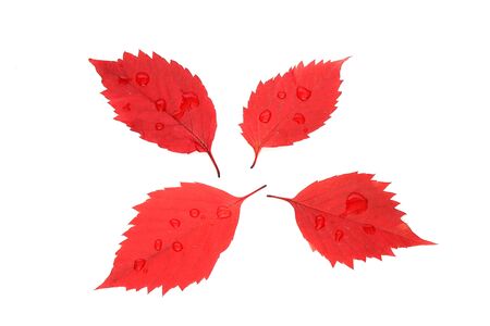 leafsの写真素材