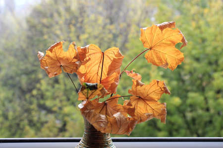 autumn leavesの写真素材