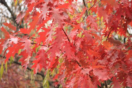 autumn paintの写真素材