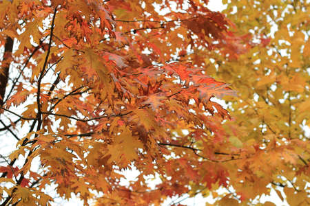 autumn leaves