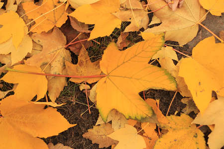 autumn leavesの写真素材