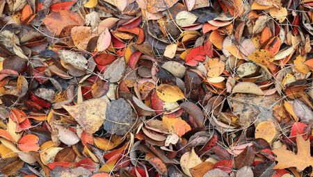 autumn leaves