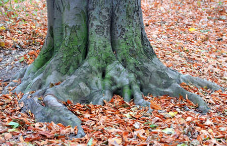 autumn paintsの写真素材