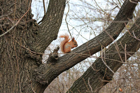 squirrel with nut
