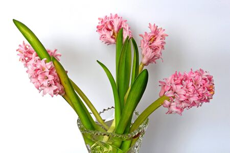 hyacinths in a vaseの写真素材