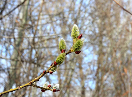 spring buds
