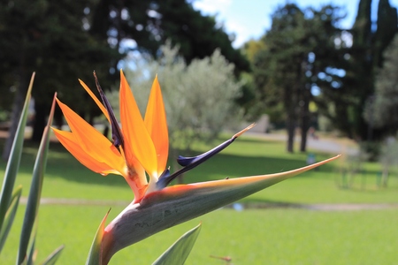 unusual flowerの写真素材