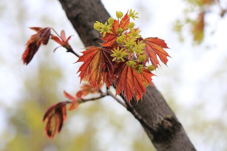 spring blossomingの写真素材