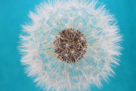 down of a dandelionの写真素材