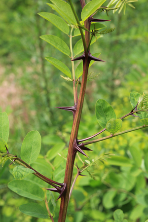 aggressive treeの写真素材