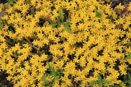 mosaic of summer flowersの写真素材