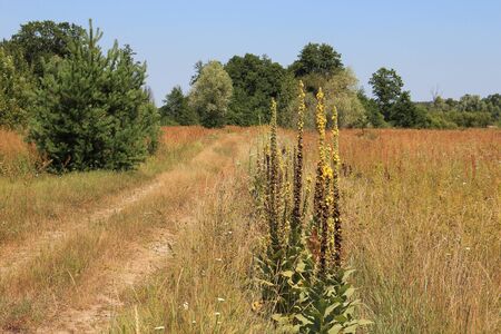 summer meadow and grove on blue sky background
