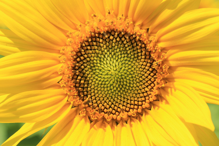 mosaic in the center of a sunflowerの写真素材