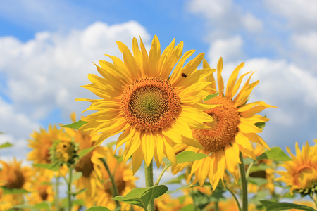 field of sunflowers under blue skyの写真素材