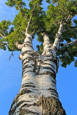 high birch on blue sky backgroundの写真素材