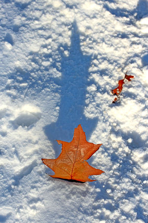 oak leaf on the first snow