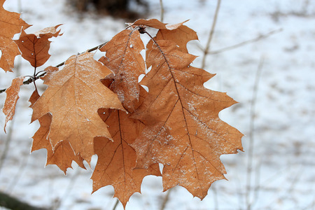 the oak leaves covered with hoarfrostの写真素材