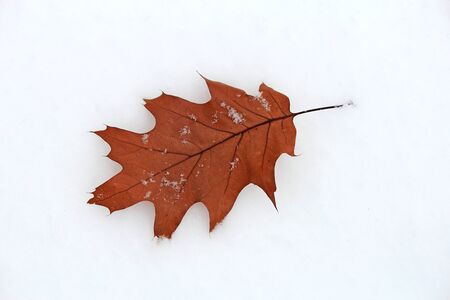 leaf in the snowの写真素材