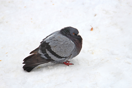 pigeon in deep thoughtの写真素材