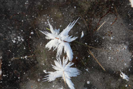 fancy snowflakes on iceの写真素材
