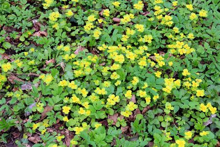 the spring carpet of flowers