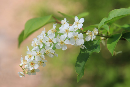 spring flowering cherry
