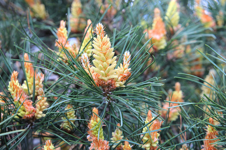 extraordinary pine coneの写真素材