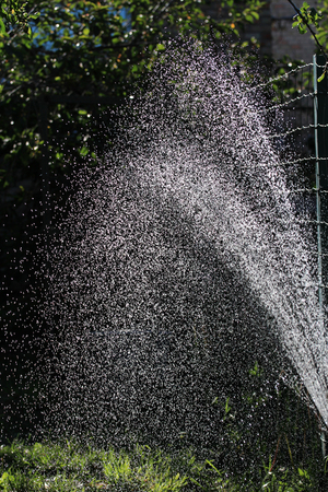 watering of a gardenの写真素材