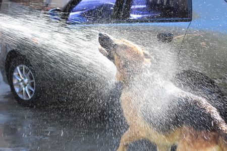 dog fan of a cold showerのeditorial素材