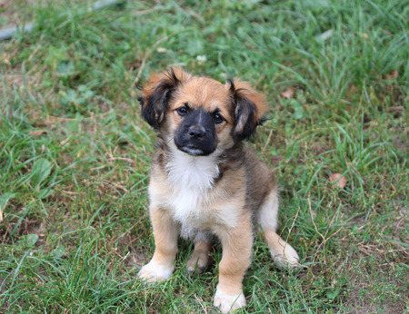 portrait of an amusing puppy