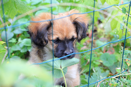 portrait of an amusing puppyの写真素材