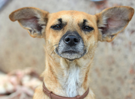 portrait of a funny dogの写真素材