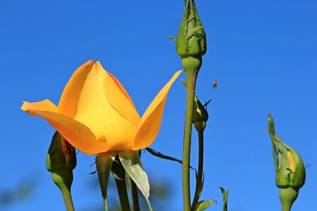 riot of beautiful flowersの写真素材