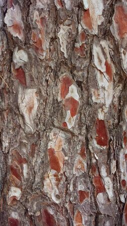 colorful bark of pine