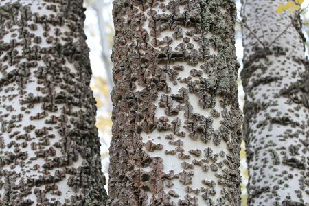 bark patternの写真素材