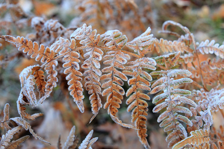 first autumn frostsの写真素材