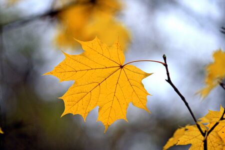 autumn yellow leaf