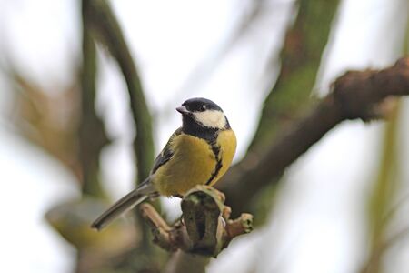 the titmouse poses for the photoの写真素材
