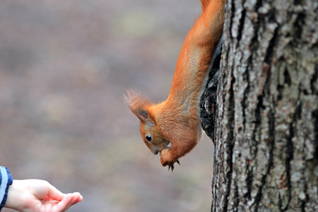 the squirrel gnaws tasty nut