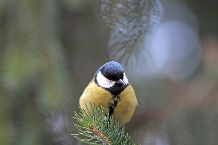 the titmouse has a rest on a branchの写真素材