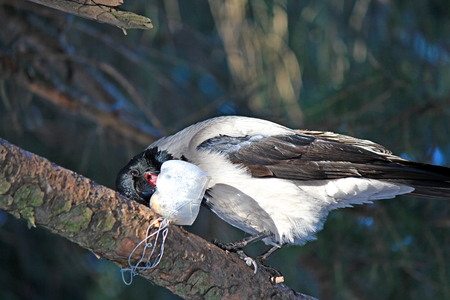 the crow takes out the hidden foodの写真素材