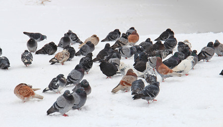 pigeons in the snow-covered parkの写真素材