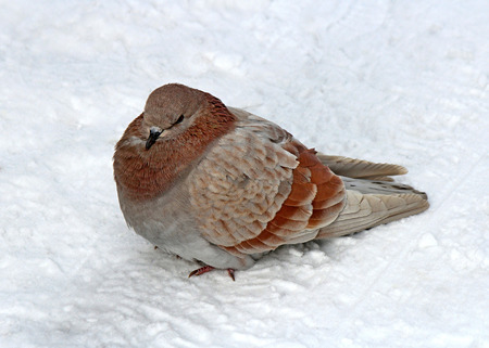 portrait of a dove in the snowの写真素材