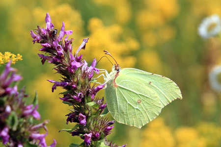 butterfly on a bright flowerの写真素材