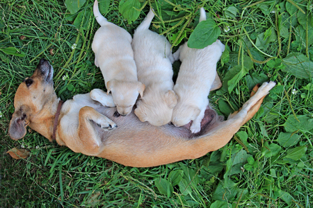 small puppies suck mother's milkの写真素材