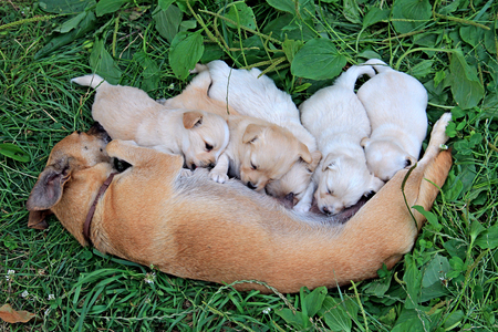 small puppies suck mother's milkの写真素材
